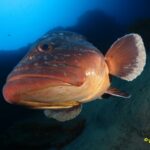 Vida Marina de Lanzarote | Un Paraíso Submarino