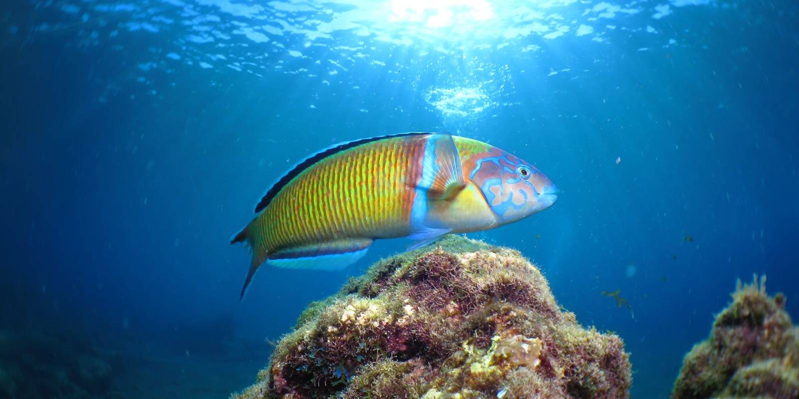 Pejeverde 1 Buceo en Lanzarote