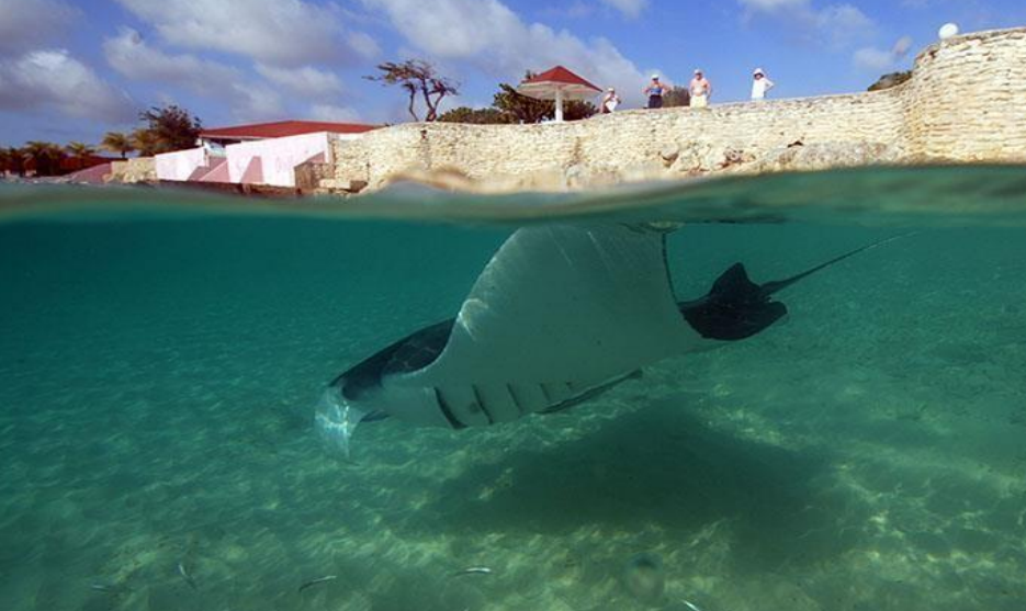 Es seguro el buceo para principiantes