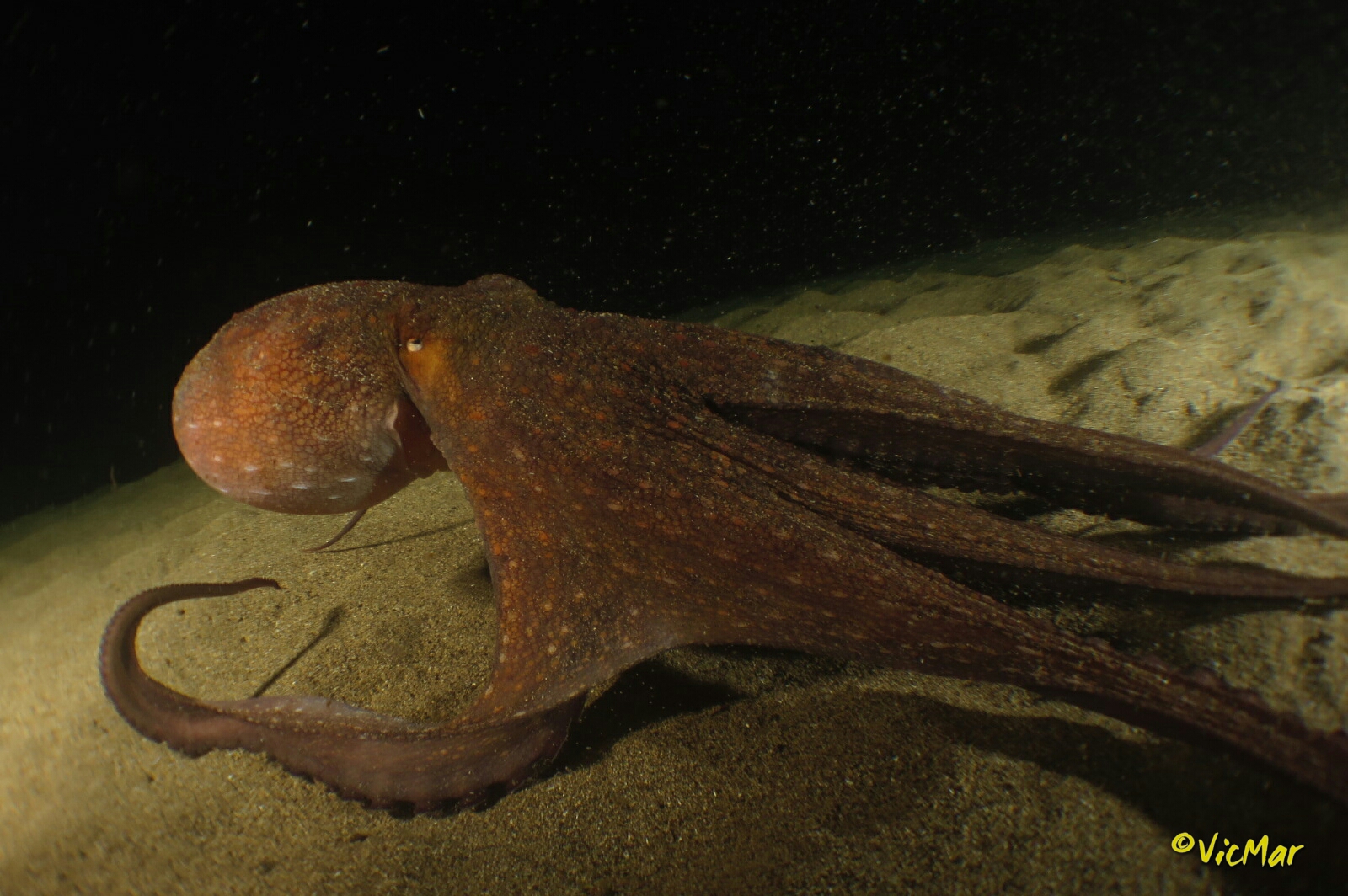 20151128195722 wm Buceo en Lanzarote