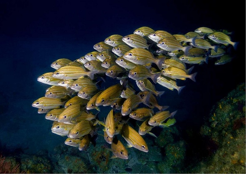 Sudafrica Lanzarote Buceo Abril 20241 pages to jpg 0005 Buceo en Lanzarote